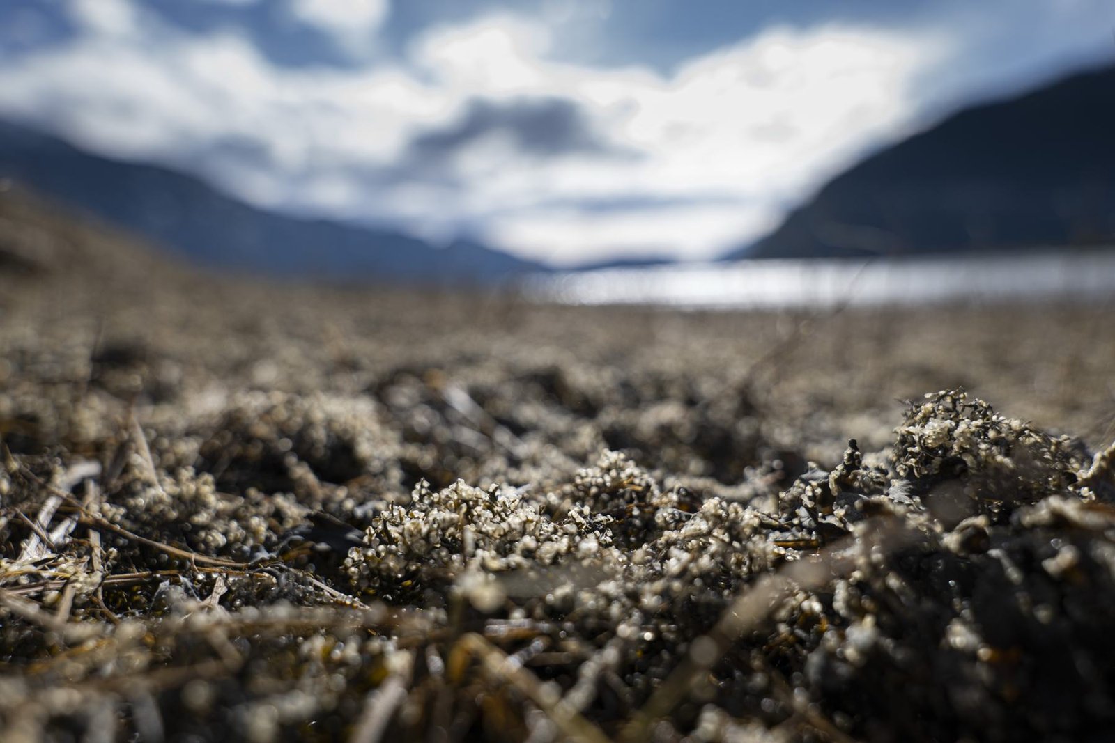 Herring eggs on a rocky shoreline with mountains behind