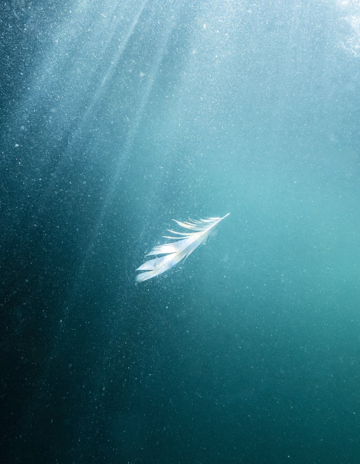 A single white feather drifting down through sunlit green water