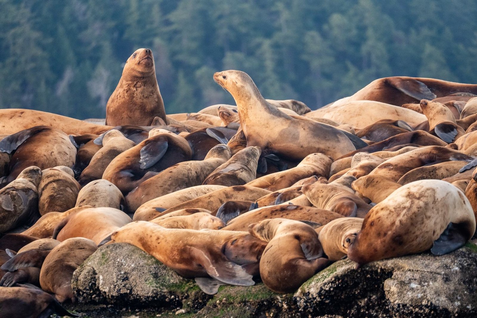 Dozens of Steller sea lions crowded on a rocky haul-out