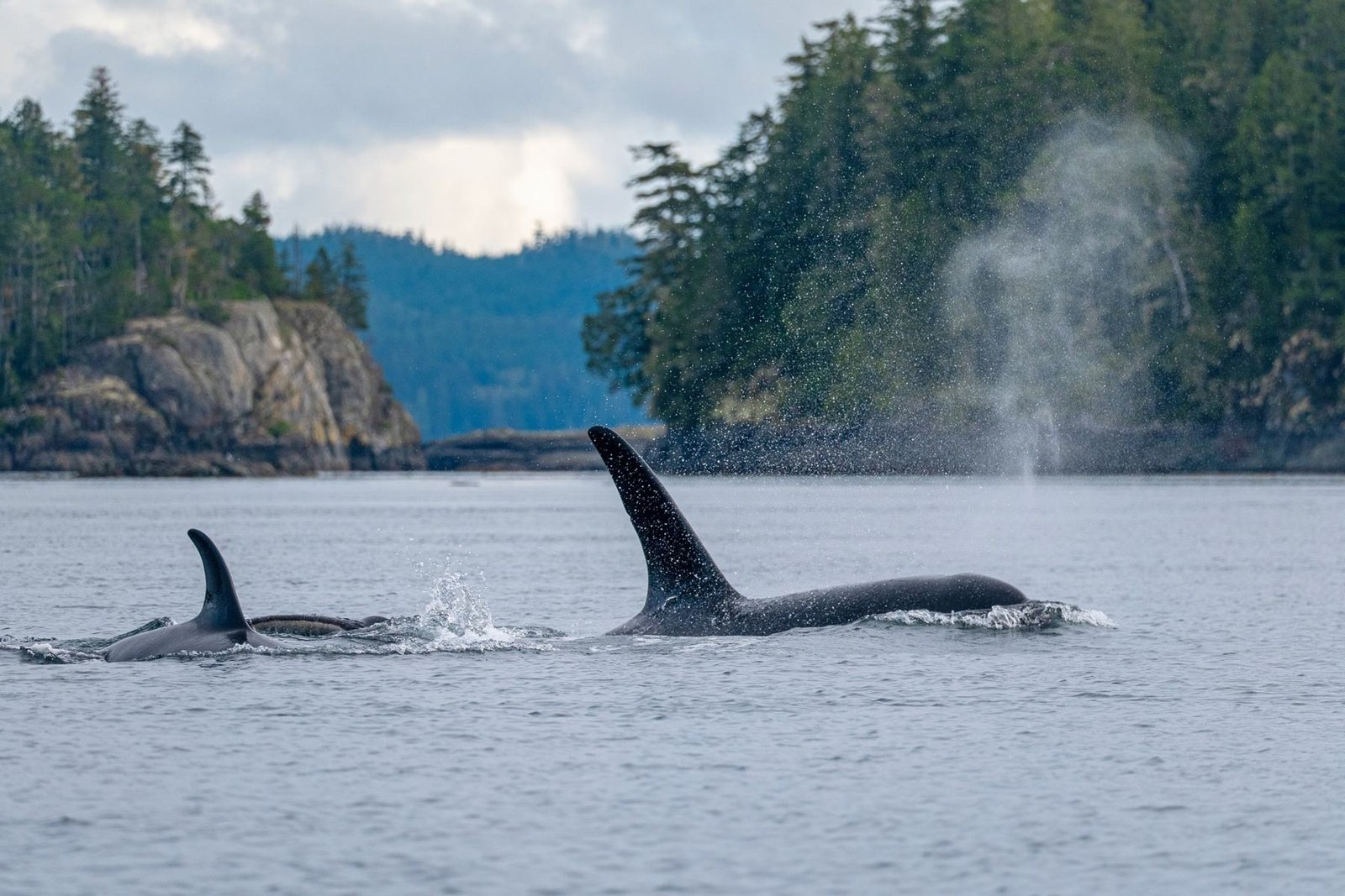 Two orcas surfacing near a forested island