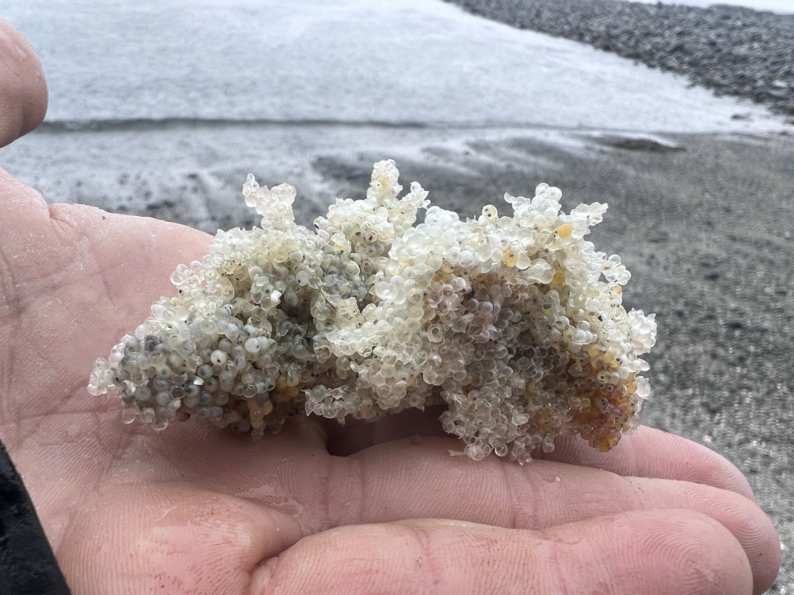 A hand holding a bough thick with herring roe on a stony beach