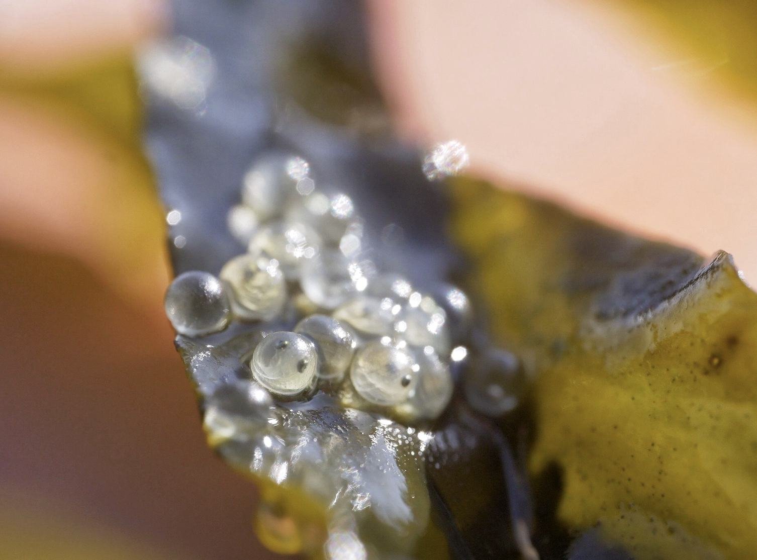Herring eggs on a blade of seaweed