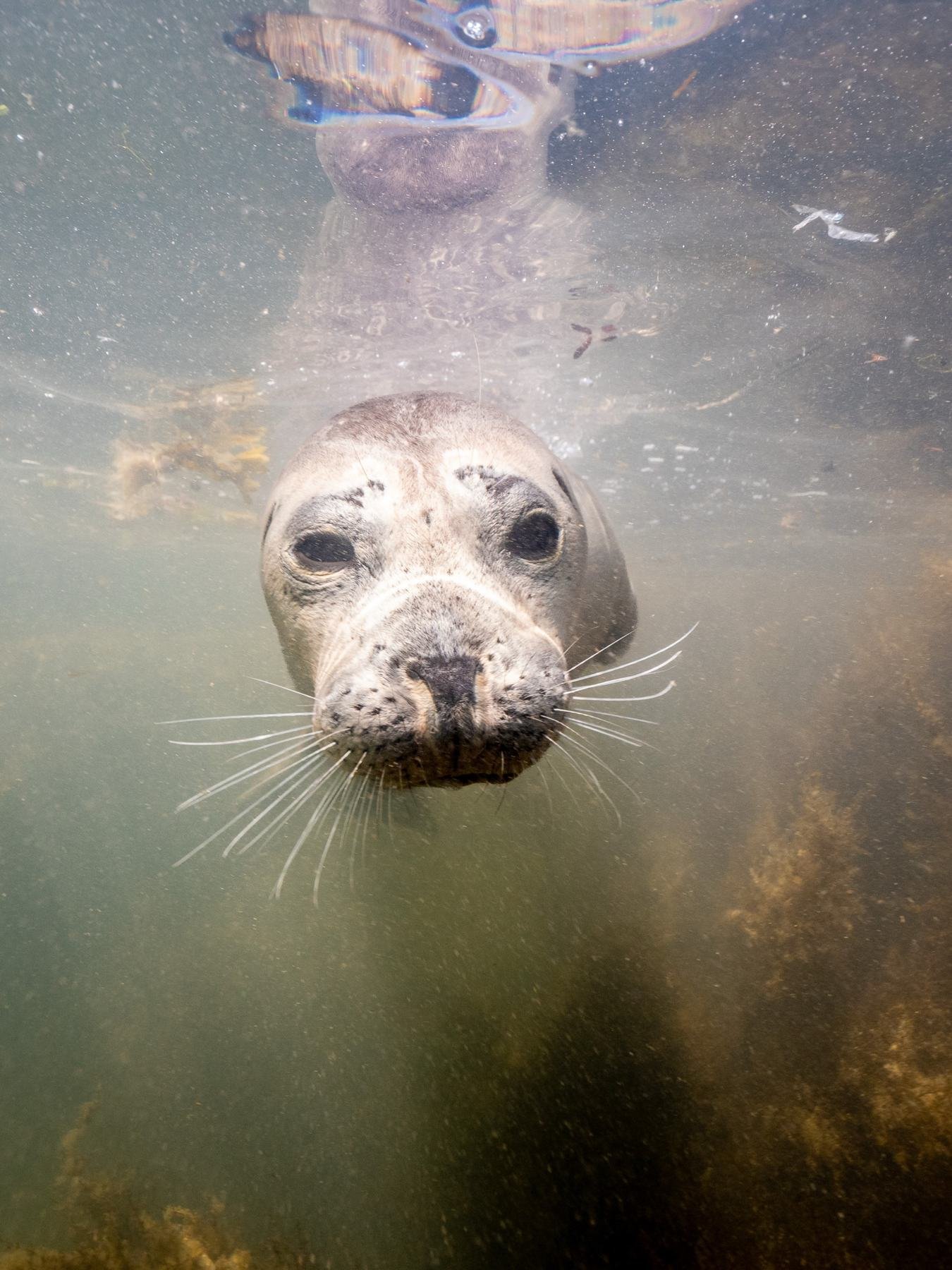 A harbour seal underwater looking straight at the camera